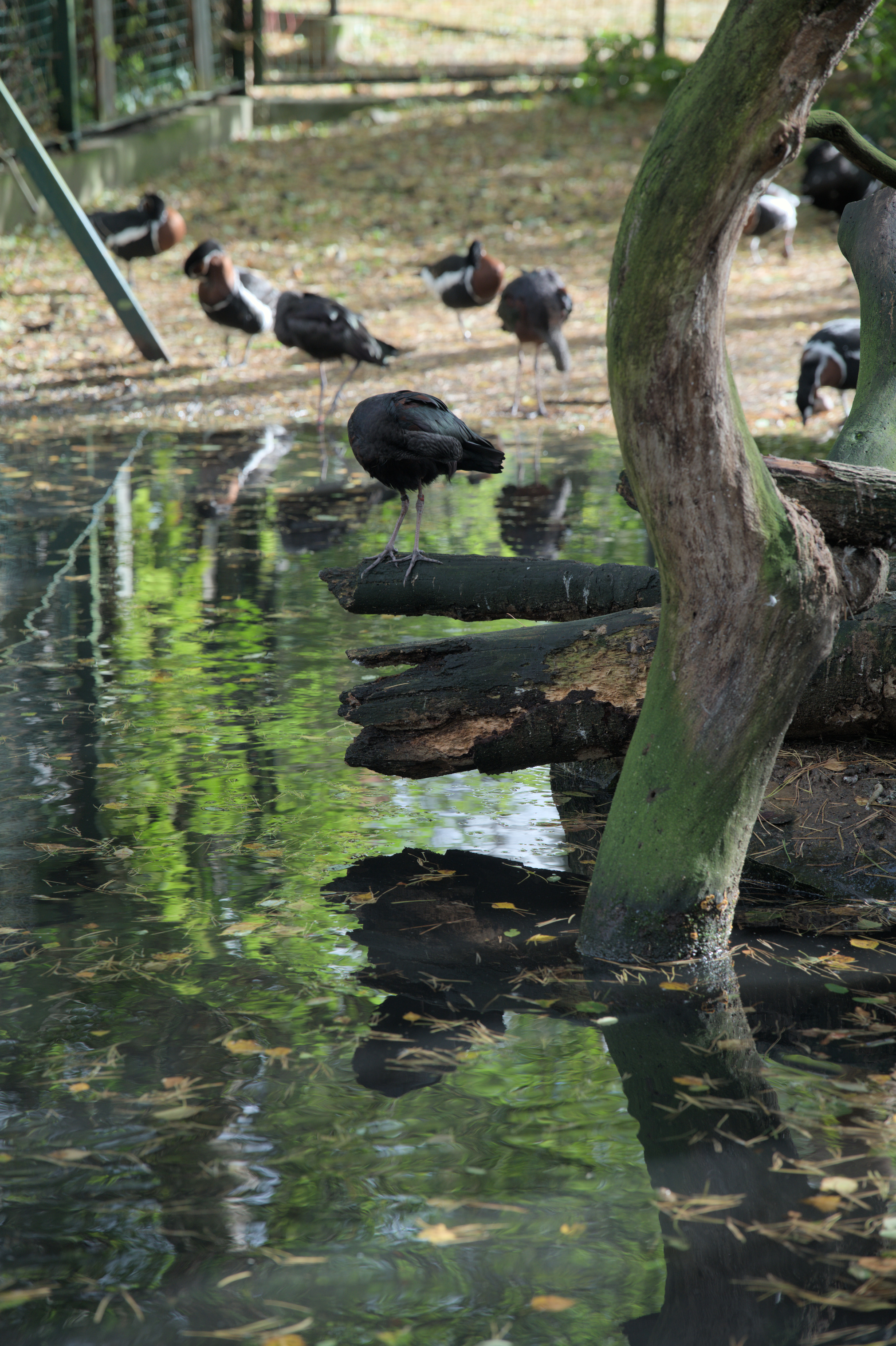 2025/10/12 - zoo/DSC_0039.jpg